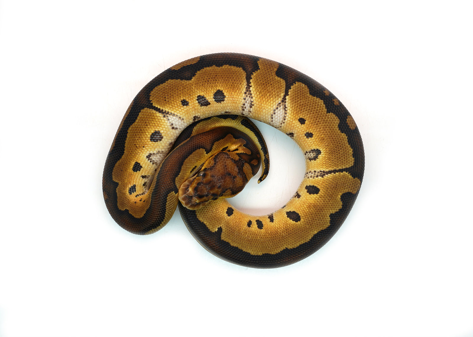 Female Gene-X Clown Ball Python