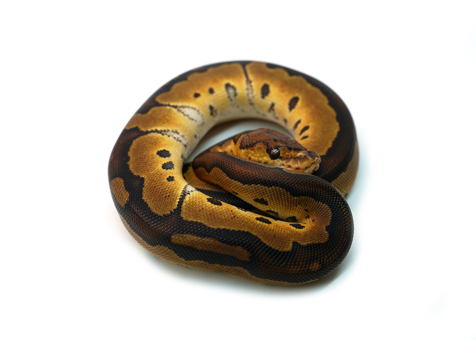Female Gene-X Clown Ball Python