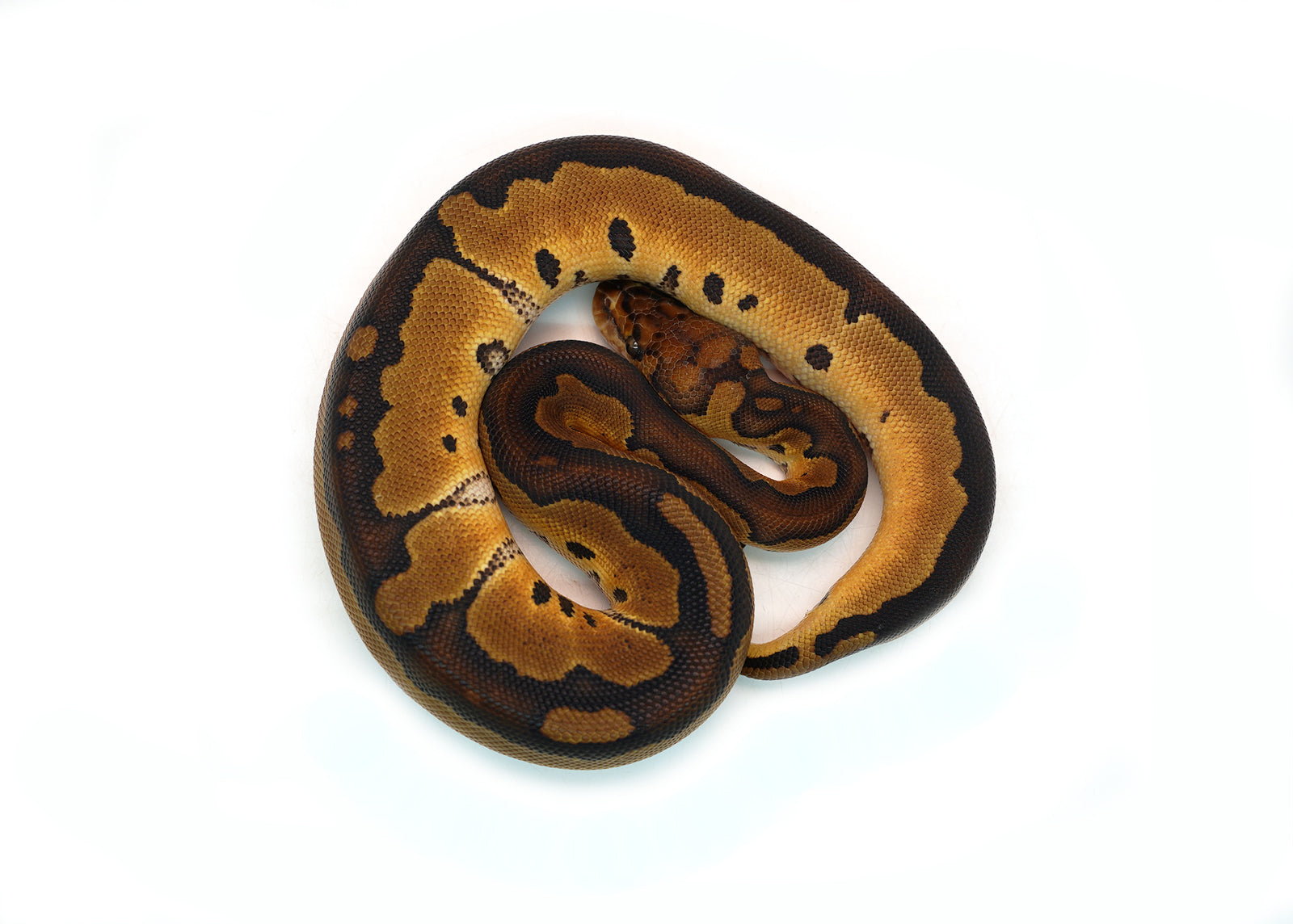 Female Gene-X Clown Ball Python