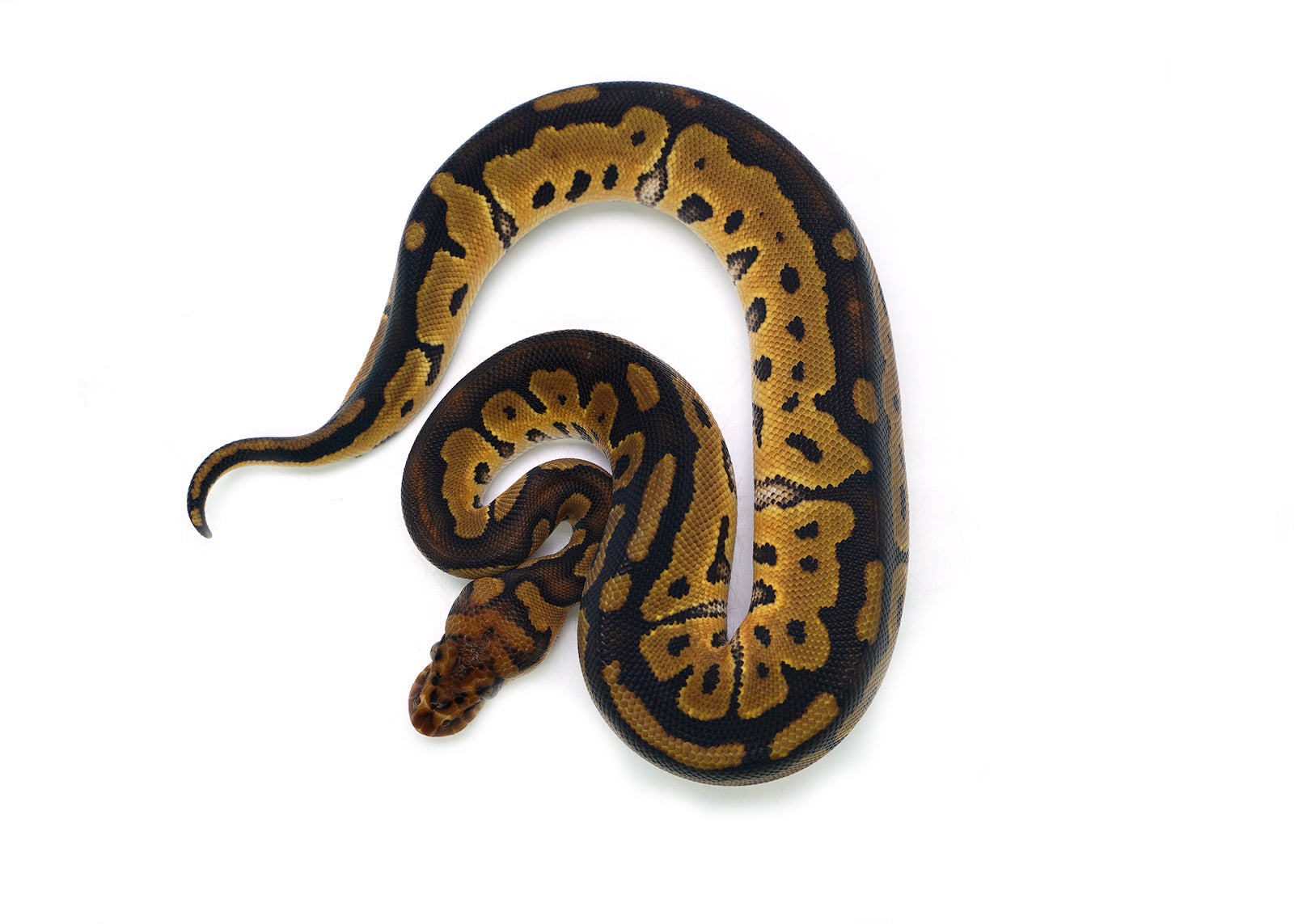 2025 Female Clown Fire Gene-X Ball Python