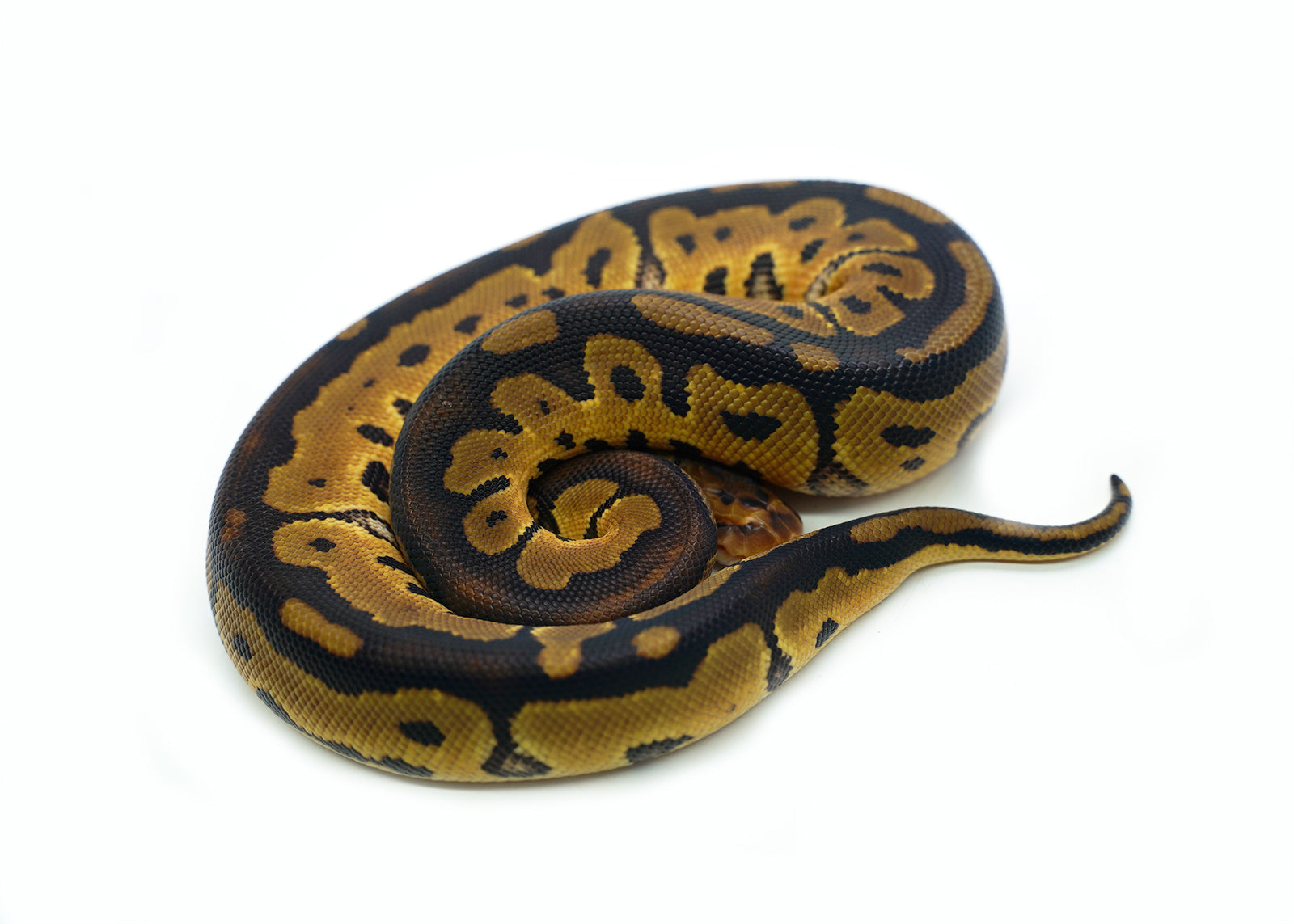 2025 Female Clown Fire Gene-X Ball Python