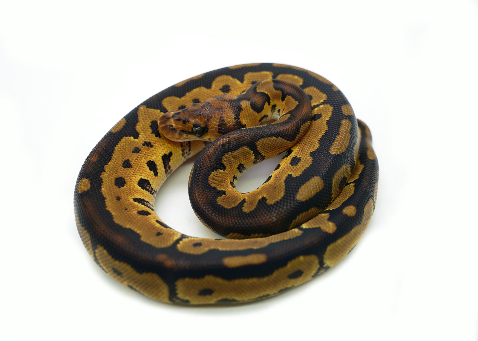 2025 Female Clown Fire Gene-X Ball Python