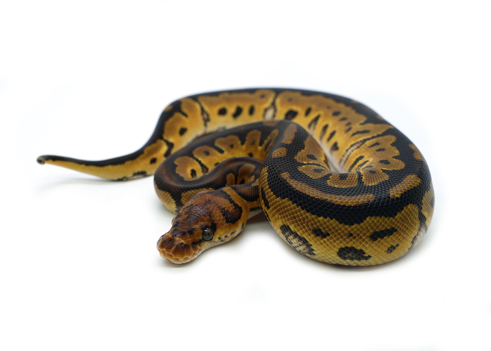 2025 Female Clown Fire Gene-X Ball Python