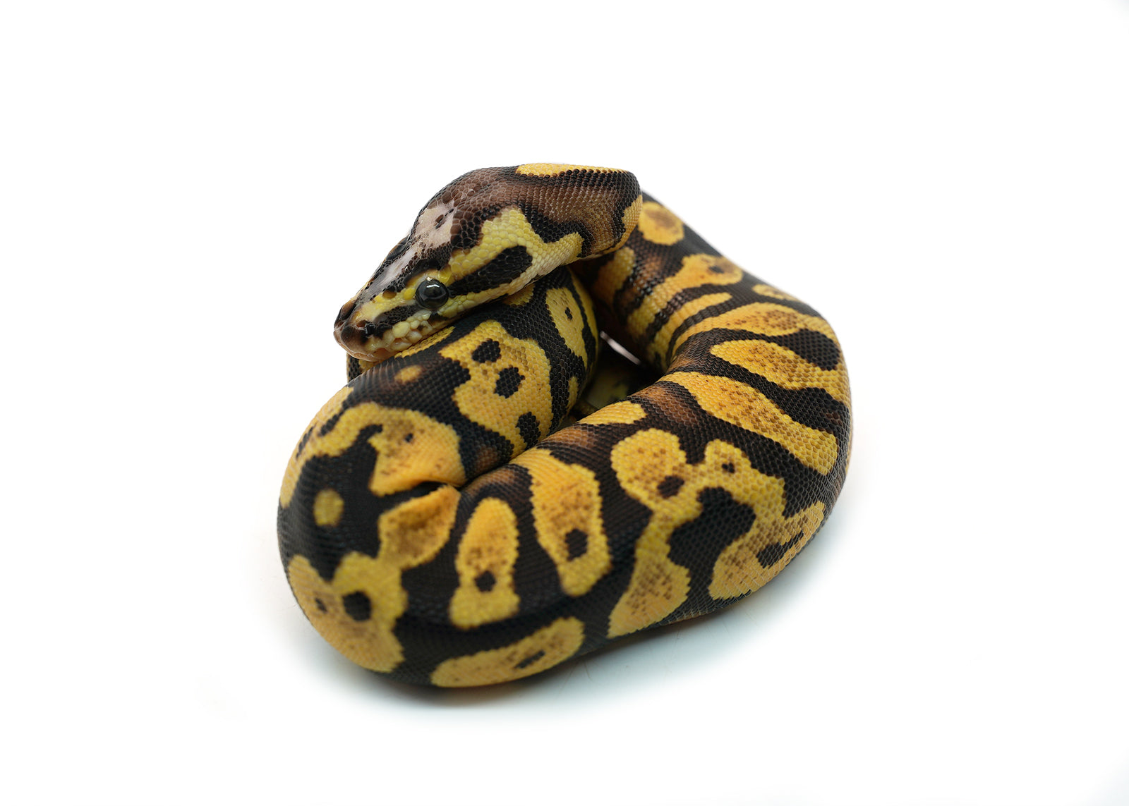 Male Pastel Black Head Microscale Yellowbelly Ball Python