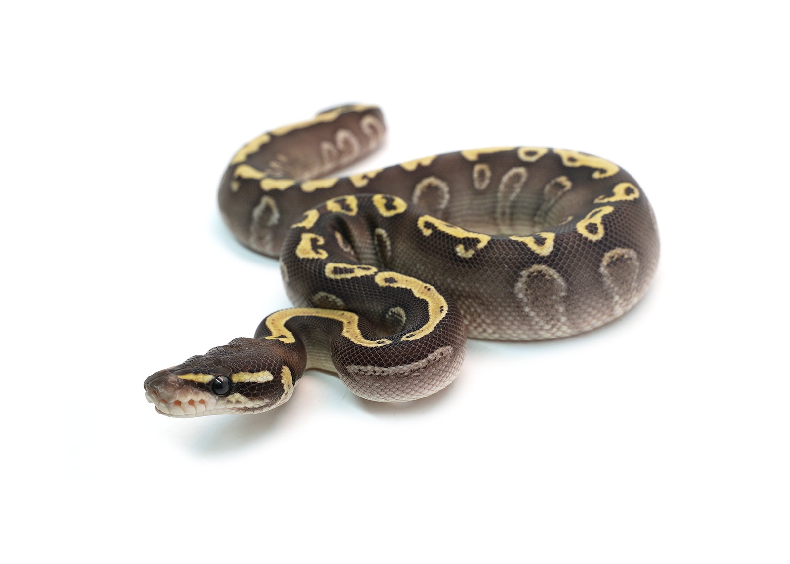 Male Mojave GHI Yellowbelly Black Pastel het. Clown Possible Odium Ball Python