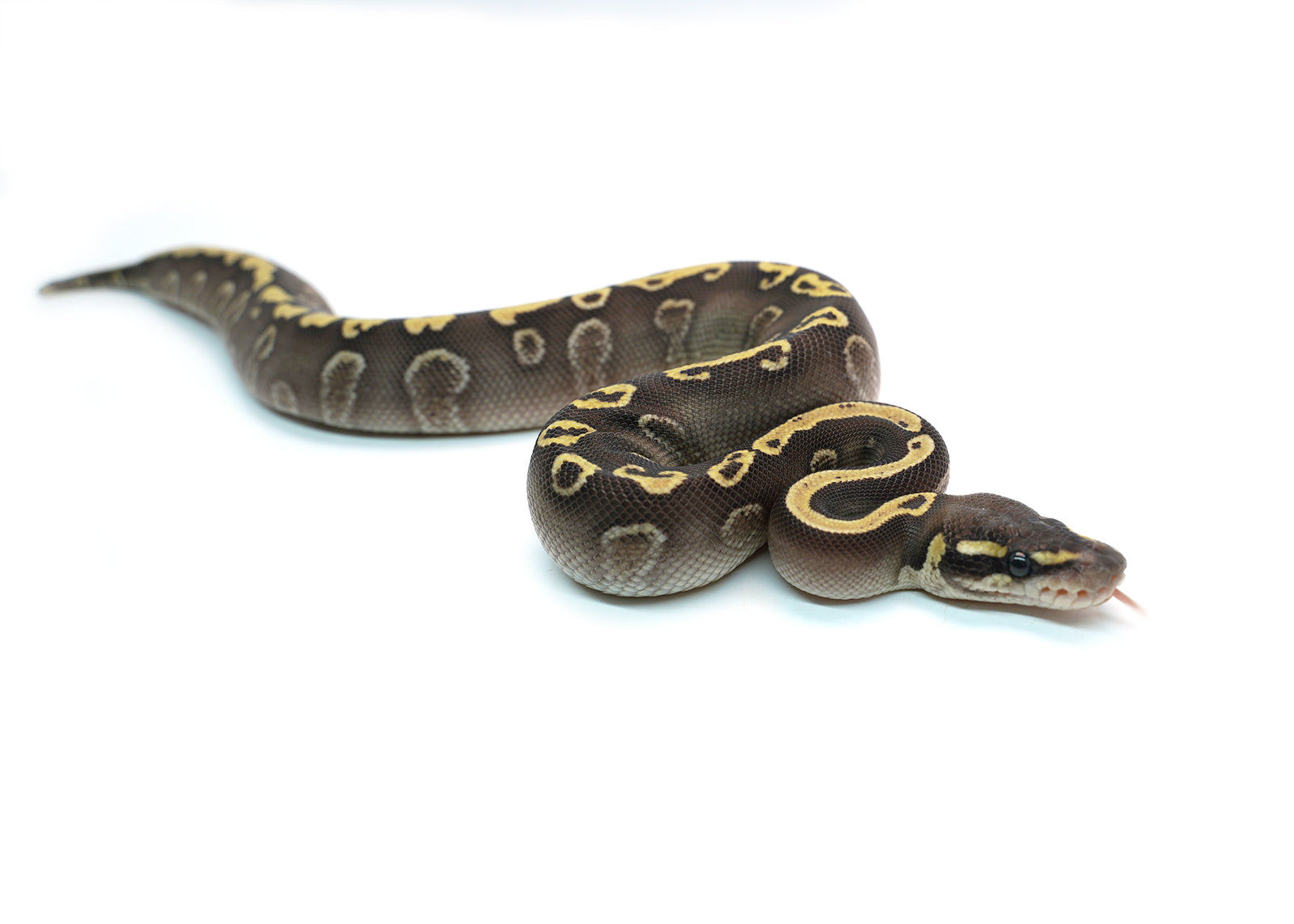 Male Mojave GHI Yellowbelly Black Pastel het. Clown Possible Odium Ball Python