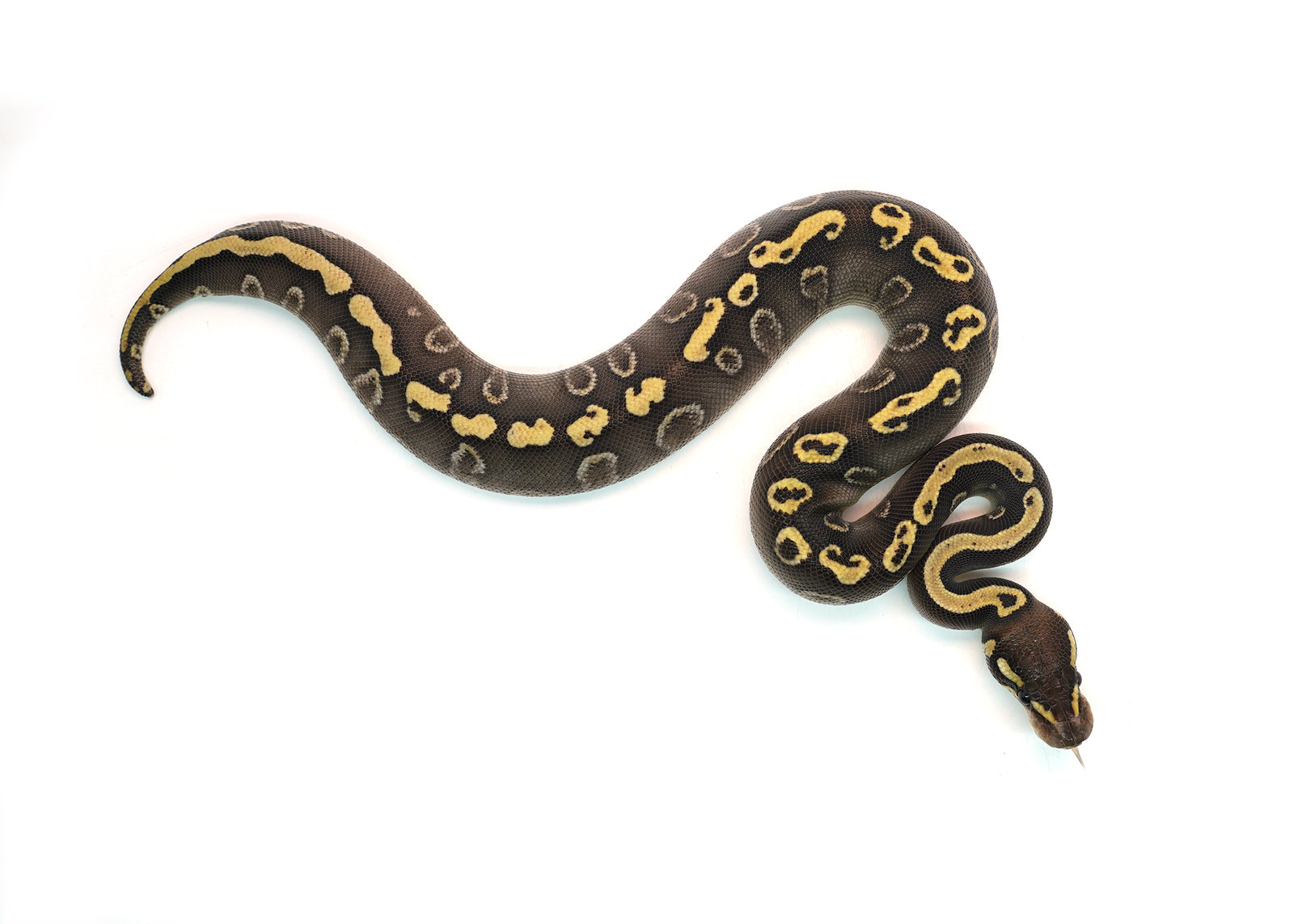 Male Mojave GHI Yellowbelly Black Pastel het. Clown Possible Odium Ball Python