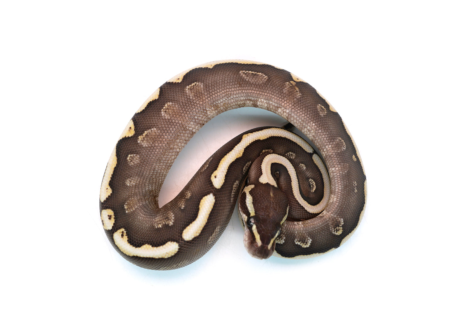 Female Mojave GHI Redstripe Odium Possible Yellowbelly het. Clown Ball Python