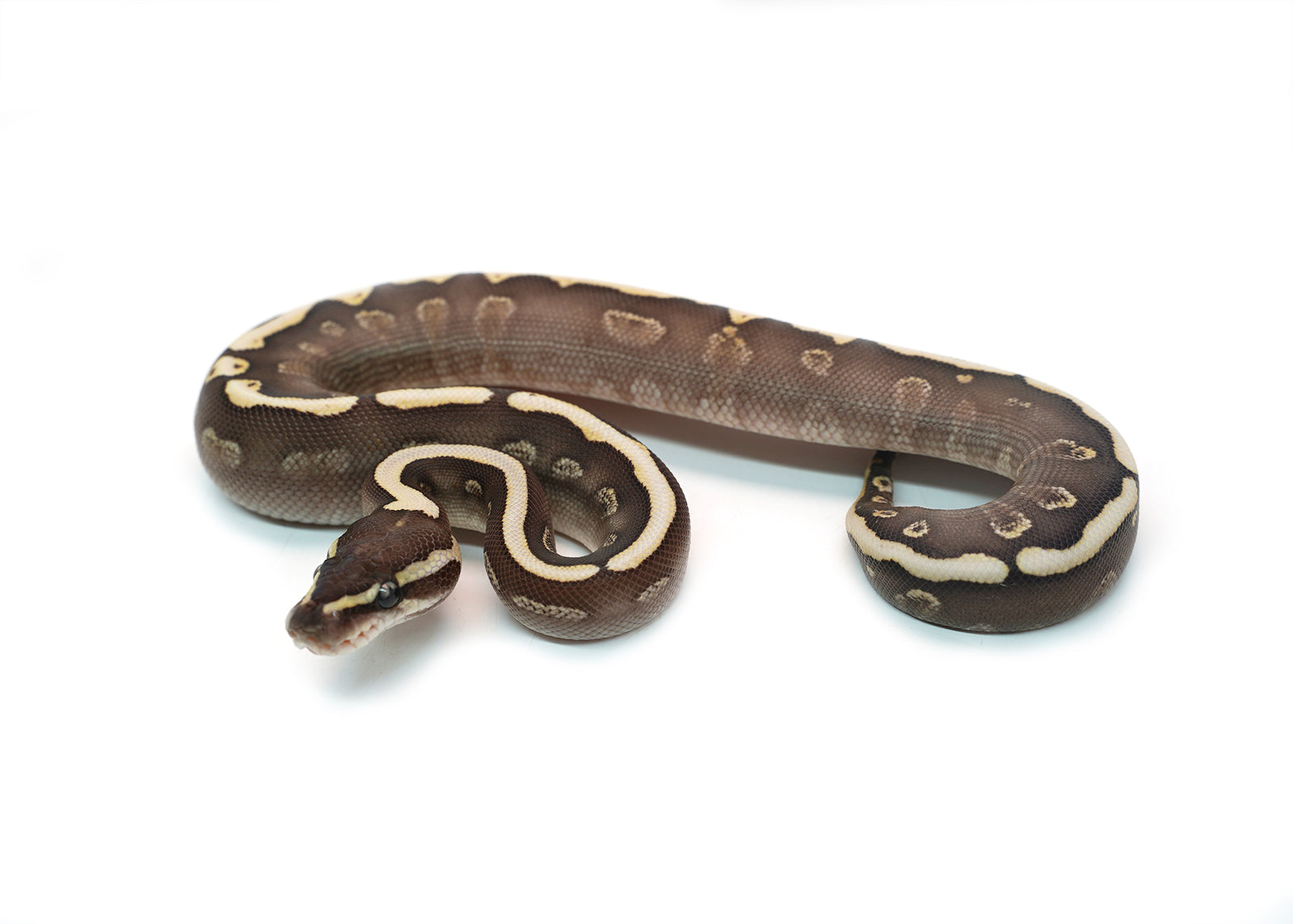 Female Mojave GHI Redstripe Odium Possible Yellowbelly het. Clown Ball Python