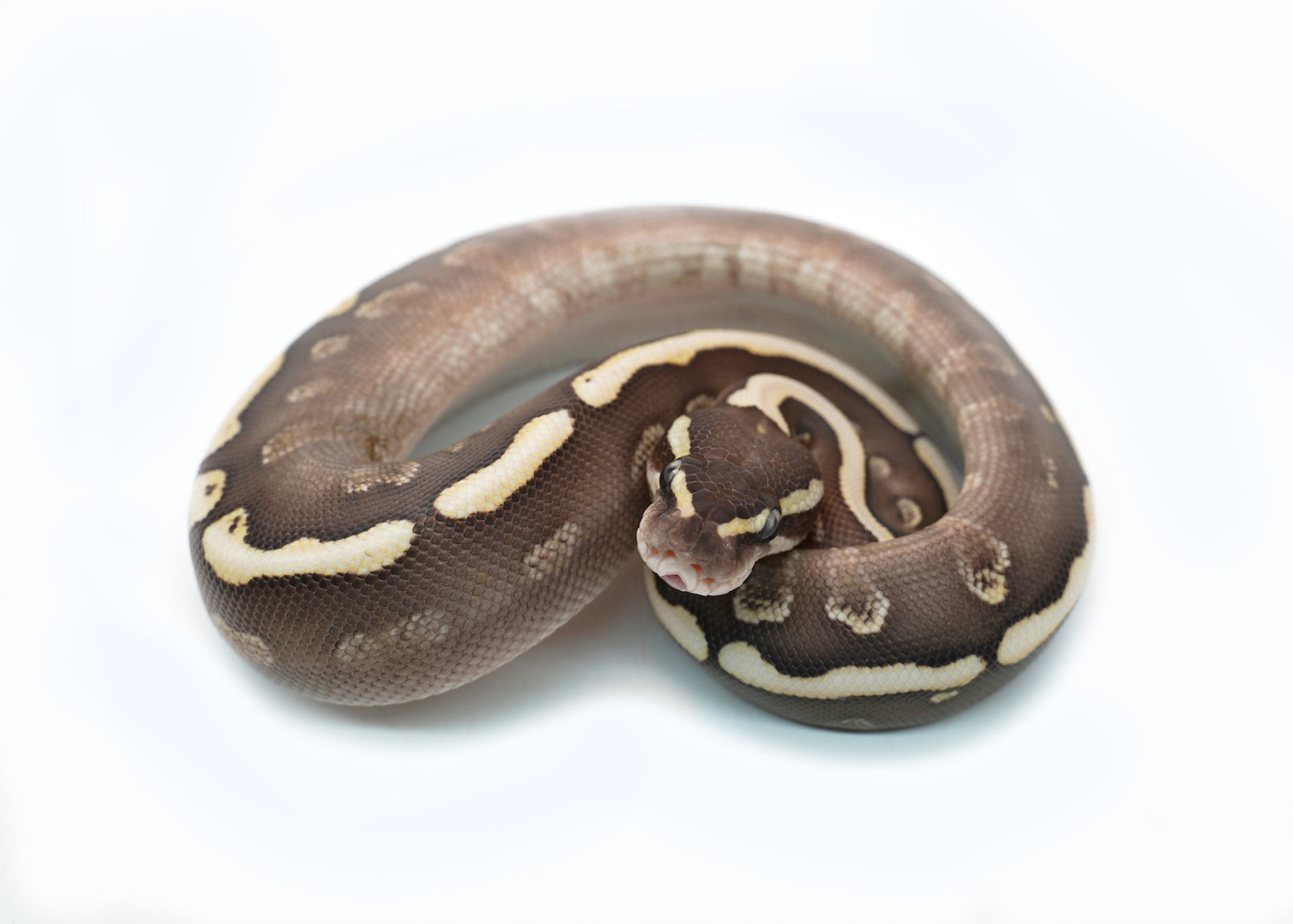 Female Mojave GHI Redstripe Odium Possible Yellowbelly het. Clown Ball Python