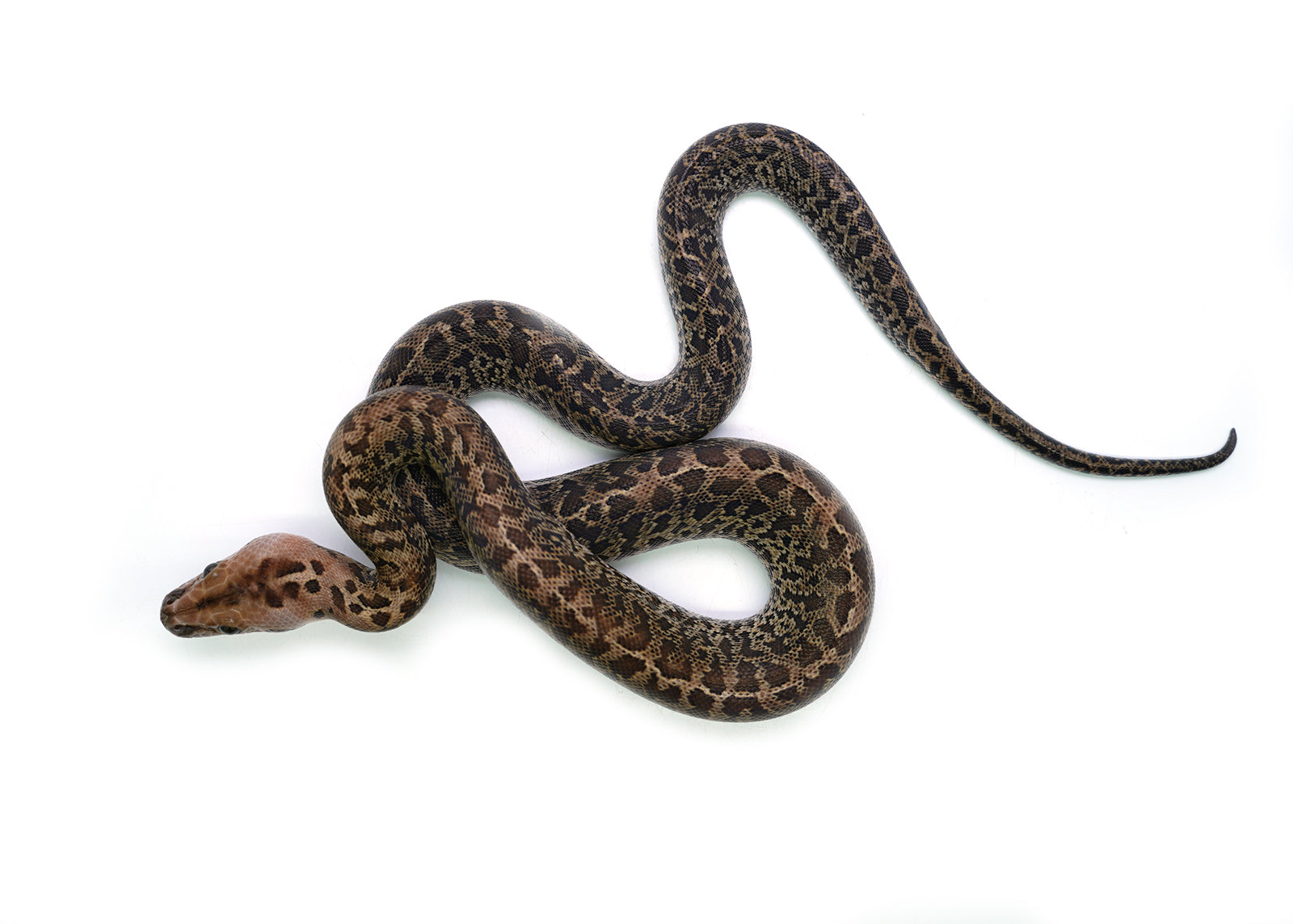 2025 Female Granite het. Albino Burmese Python