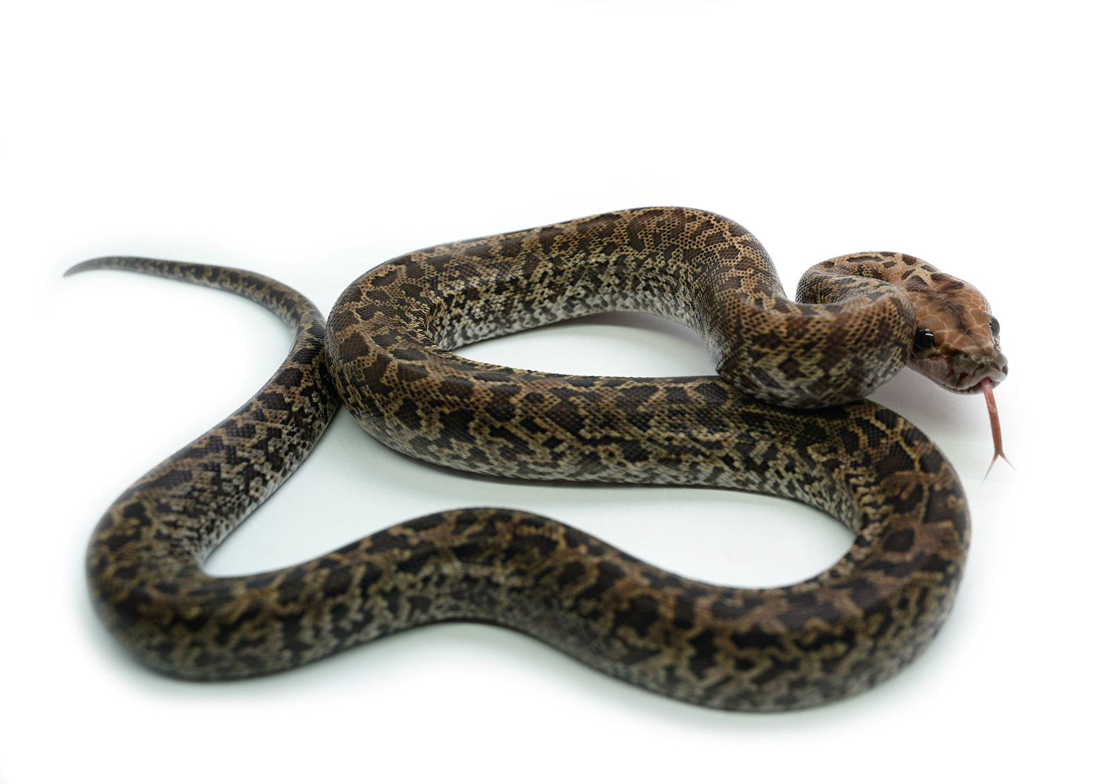 2025 Female Granite het. Albino Burmese Python