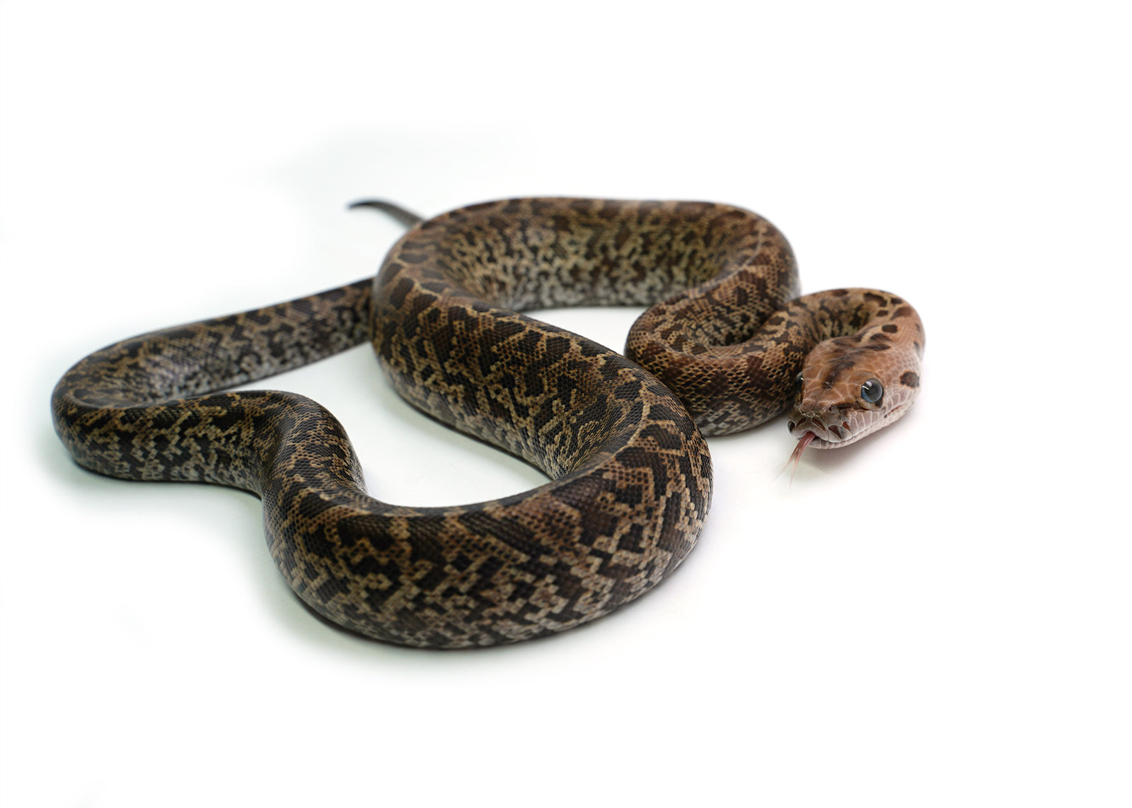 2025 Female Granite het. Albino Burmese Python