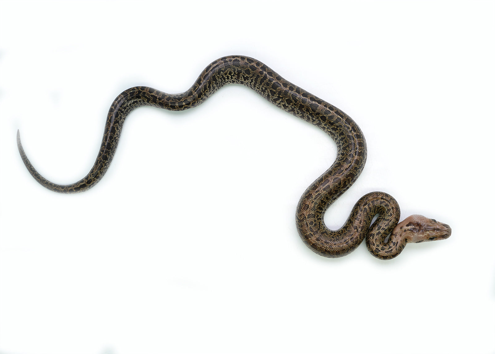 2025 Female Granite het. Albino Burmese Python