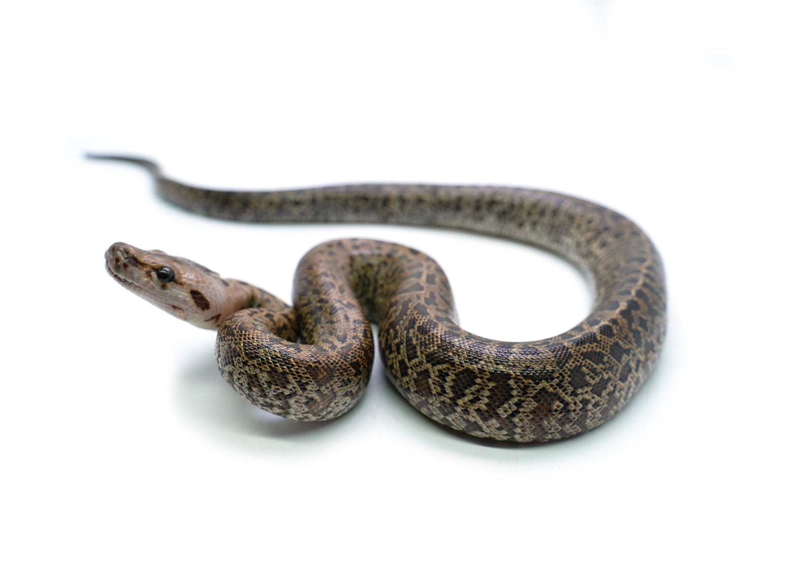 2025 Female Granite het. Albino Burmese Python