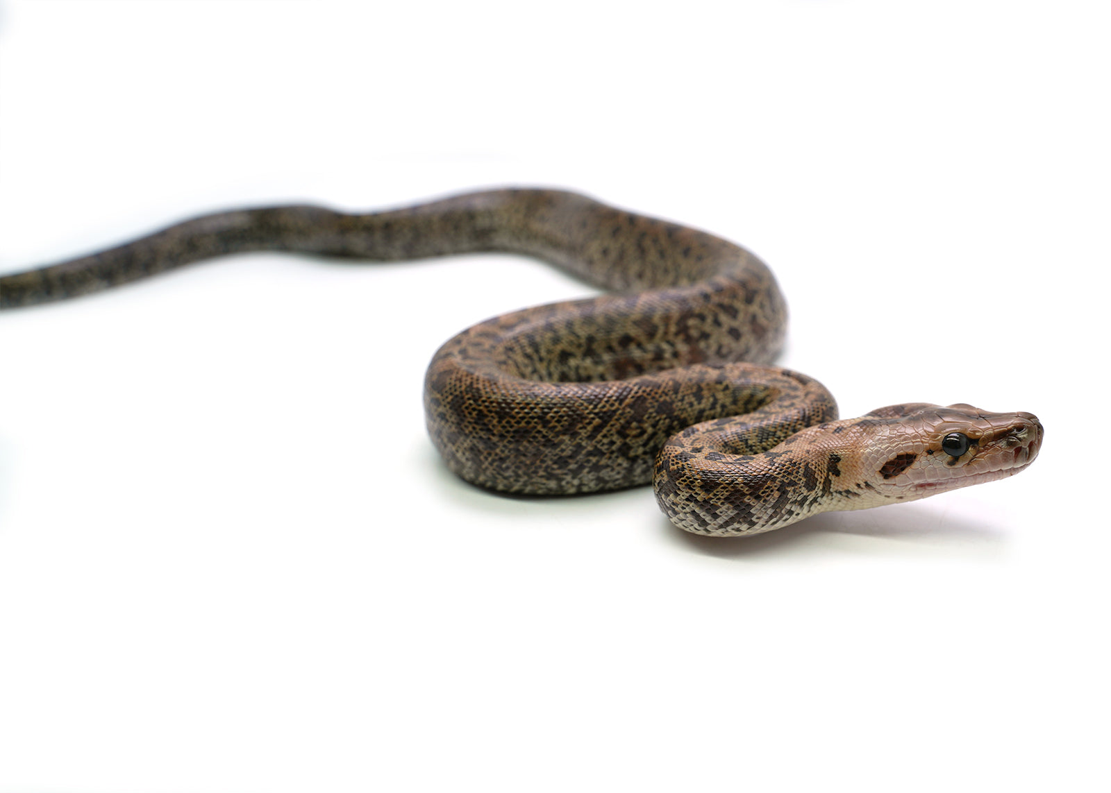 2025 Female Granite het. Albino Burmese Python