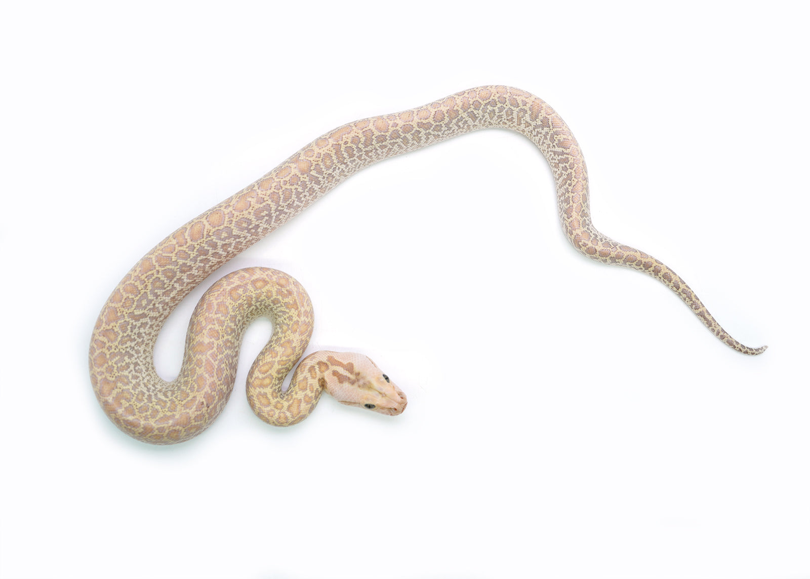 2025 Female Hypo Granite het. Albino Burmese Python