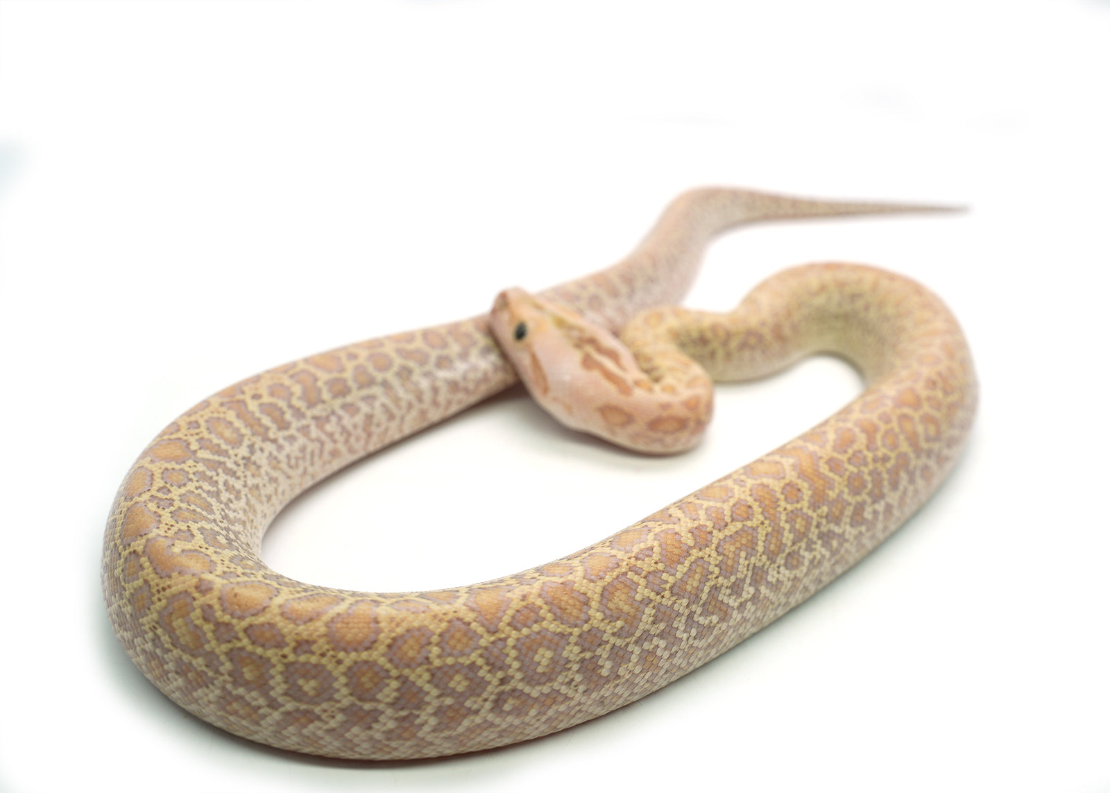 2025 Female Hypo Granite het. Albino Burmese Python