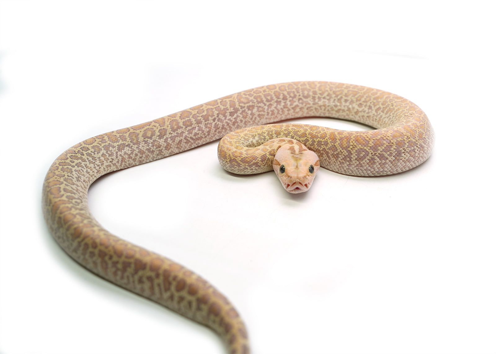 2025 Female Hypo Granite het. Albino Burmese Python
