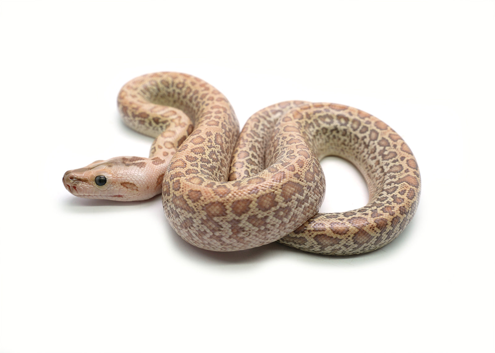 2025 Female Hypo Granite het. Albino Burmese Python