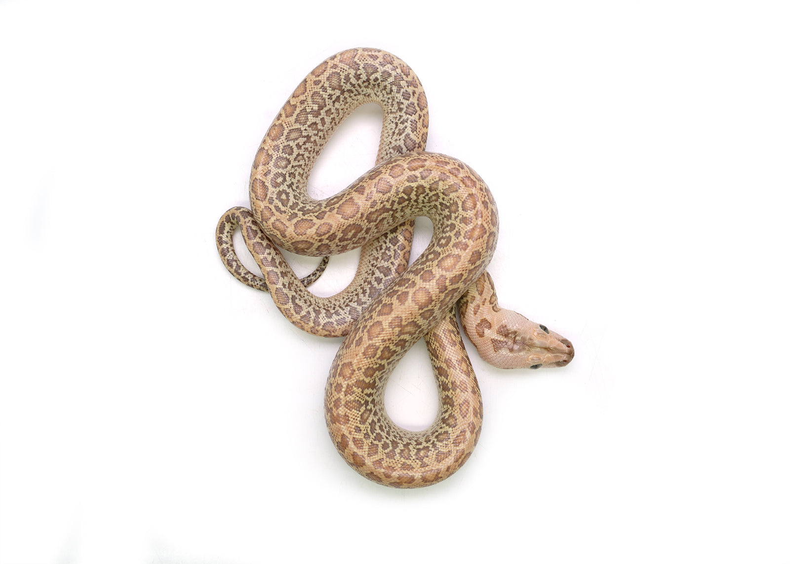 2025 Female Hypo Granite het. Albino Burmese Python