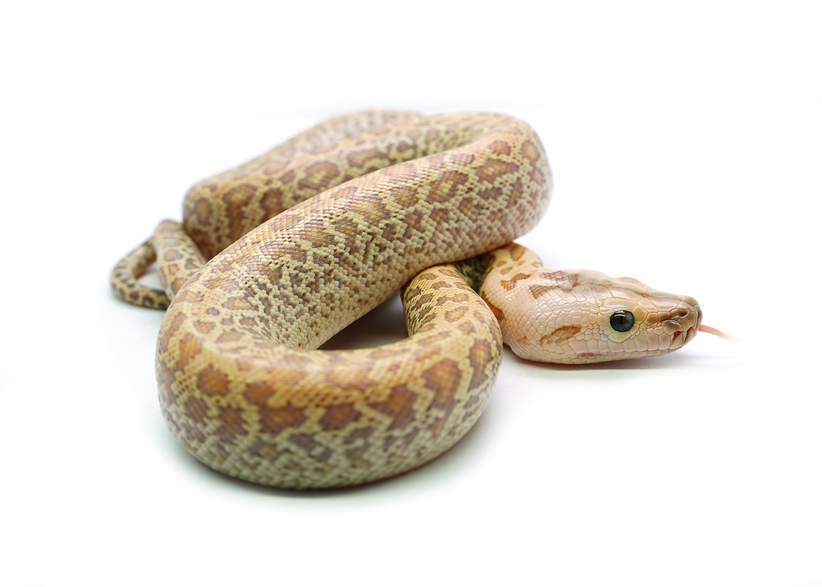 2025 Female Hypo Granite het. Albino Burmese Python