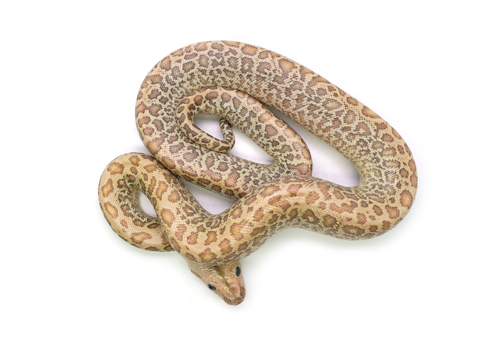 2025 Female Hypo Granite het. Albino Burmese Python
