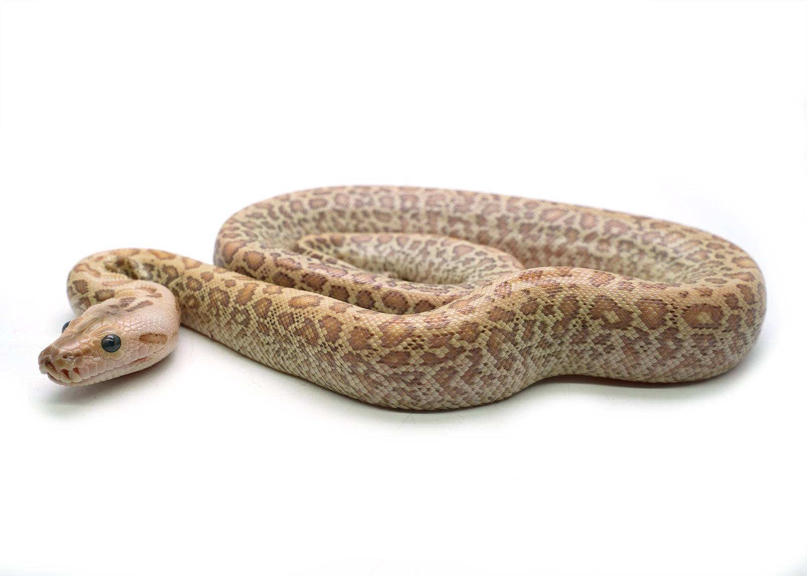 2025 Female Hypo Granite het. Albino Burmese Python