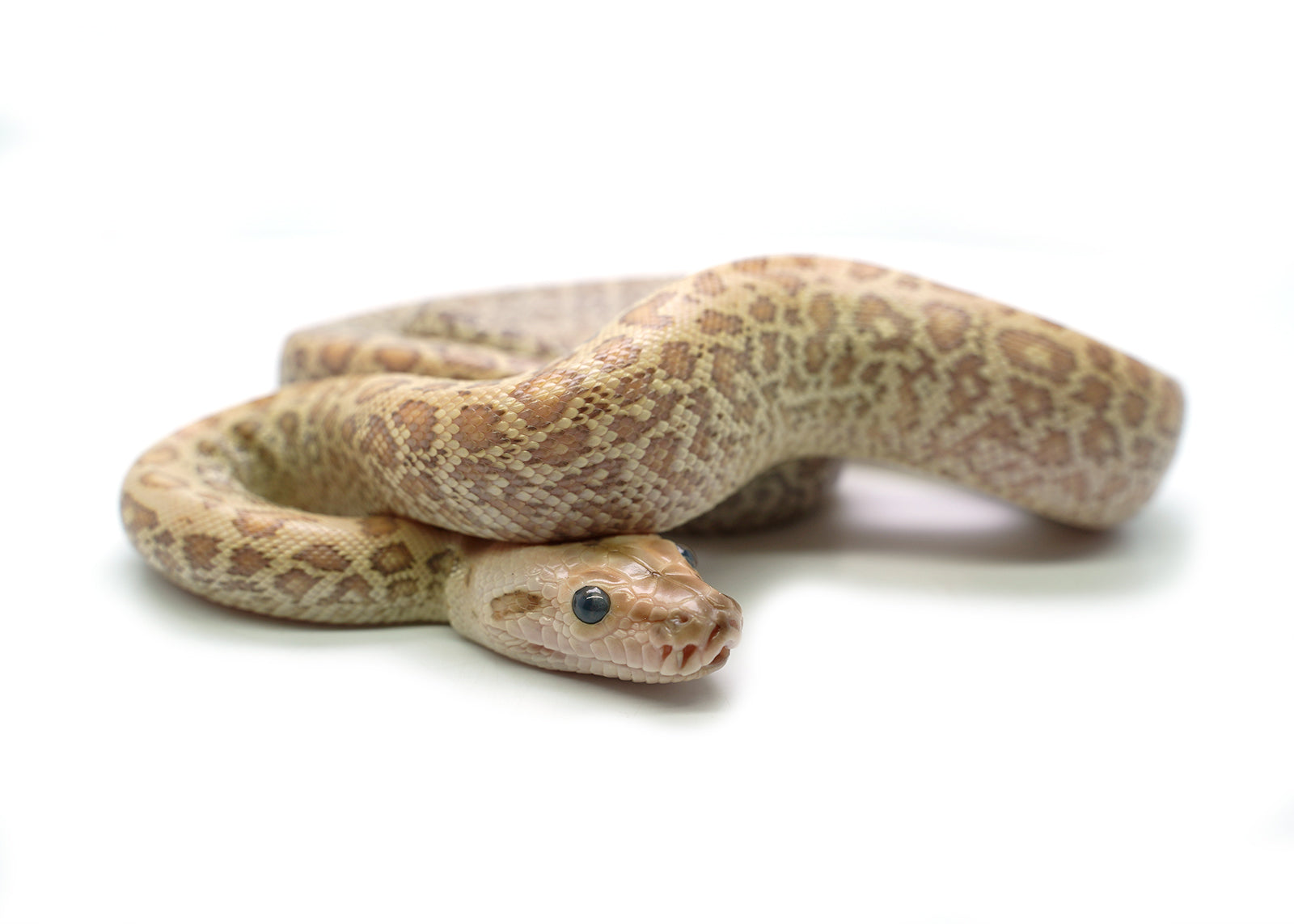 2025 Female Hypo Granite het. Albino Burmese Python