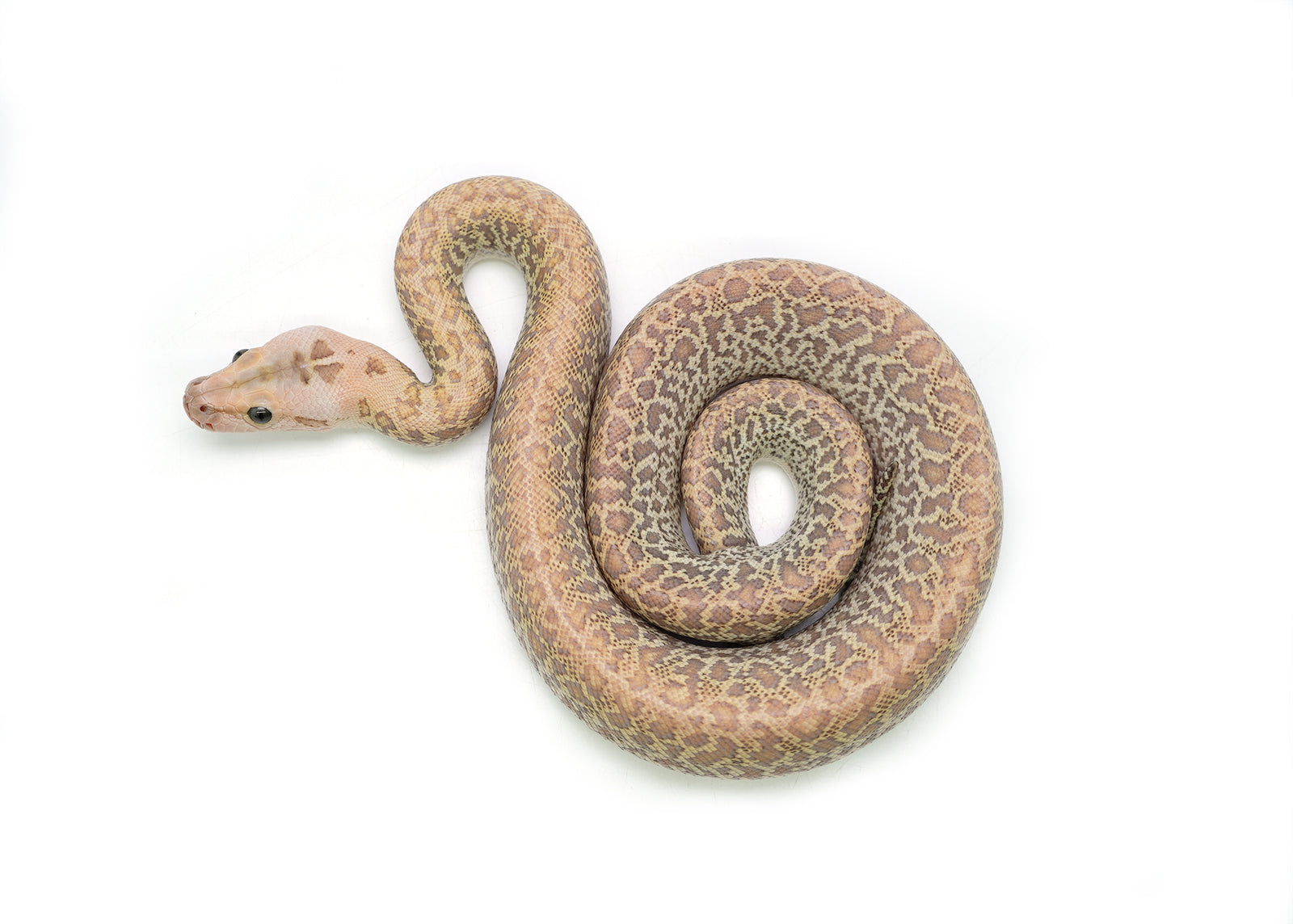 2025 Female Hypo Granite het. Albino Burmese Python