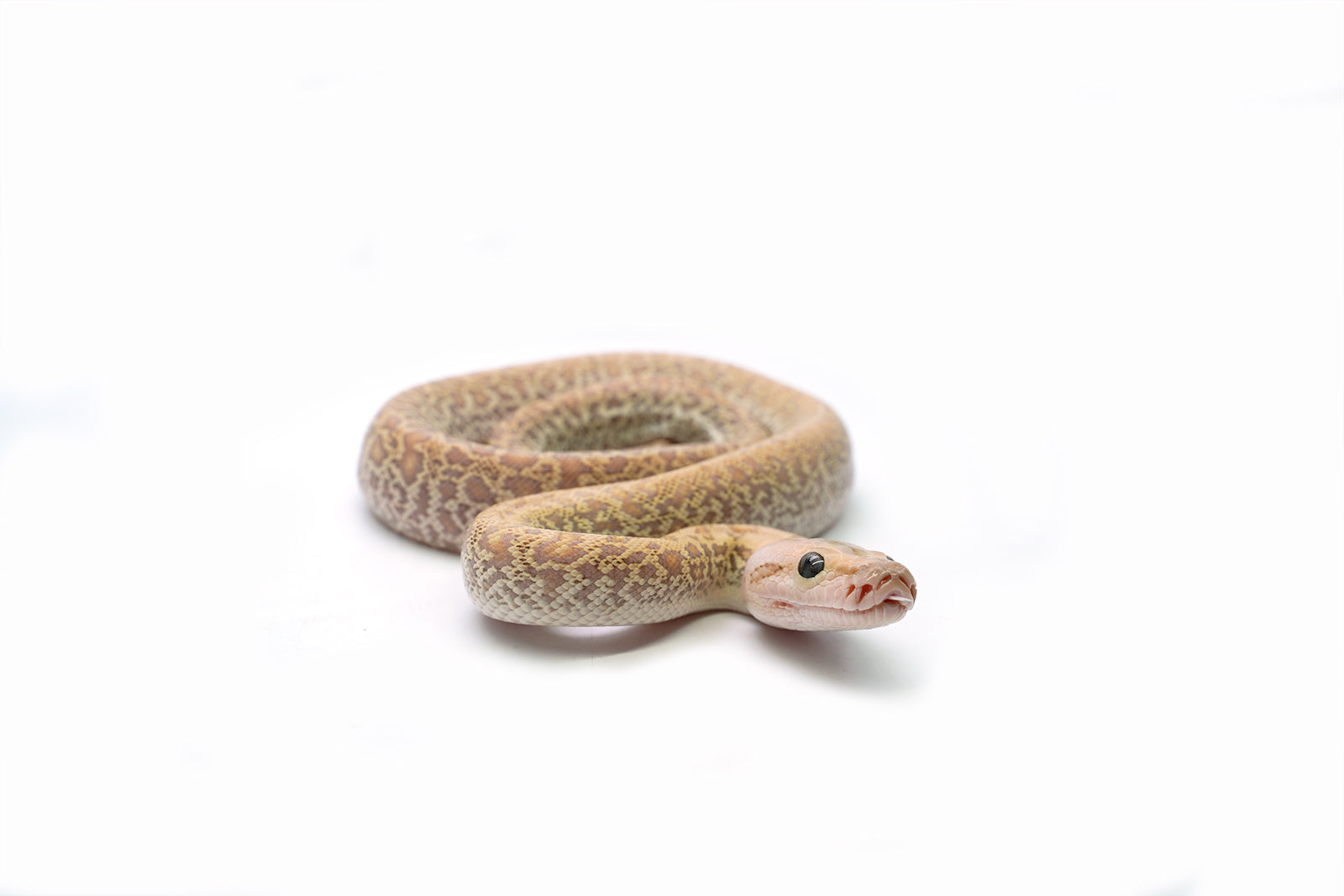 2025 Female Hypo Granite het. Albino Burmese Python