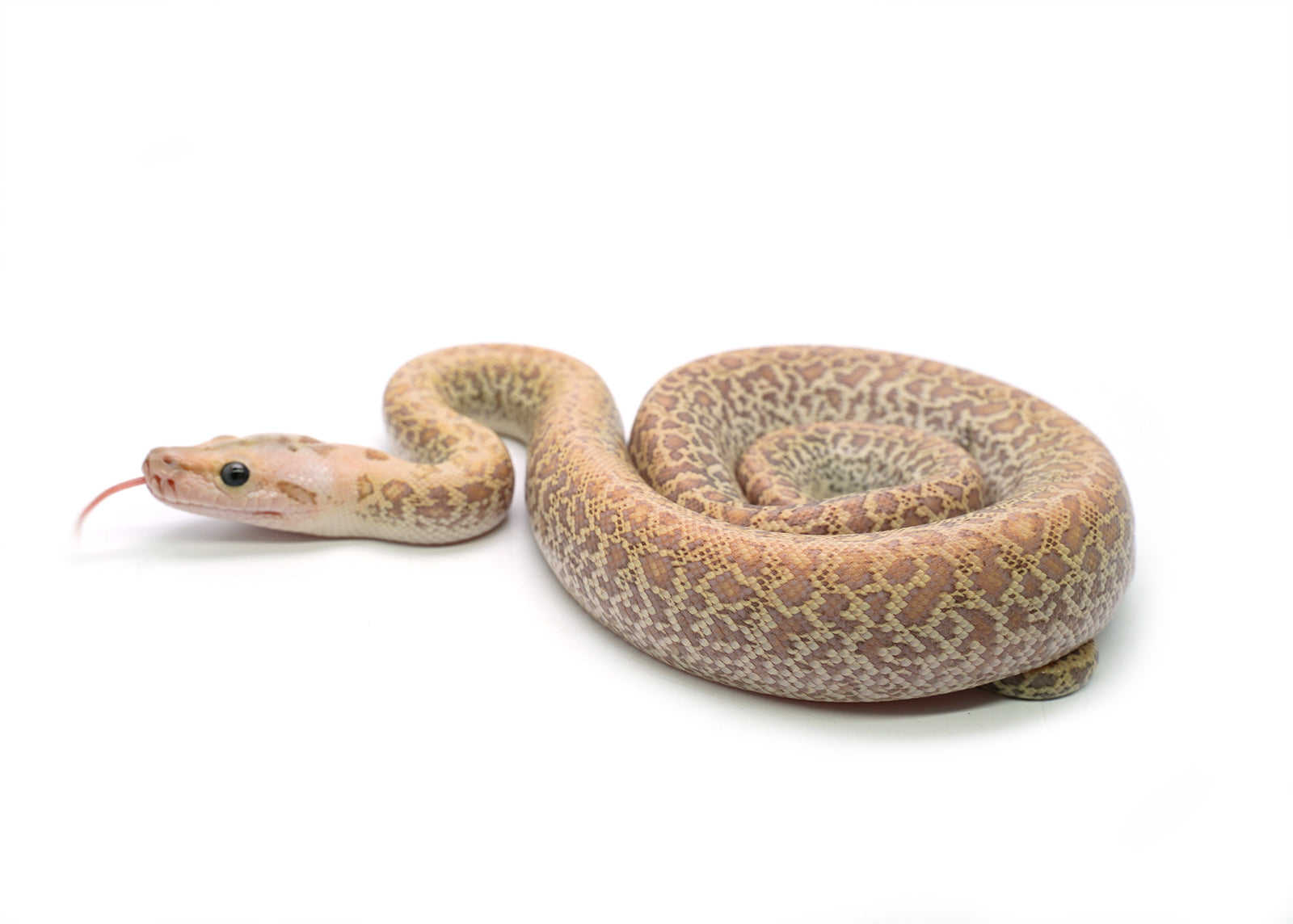 2025 Female Hypo Granite het. Albino Burmese Python