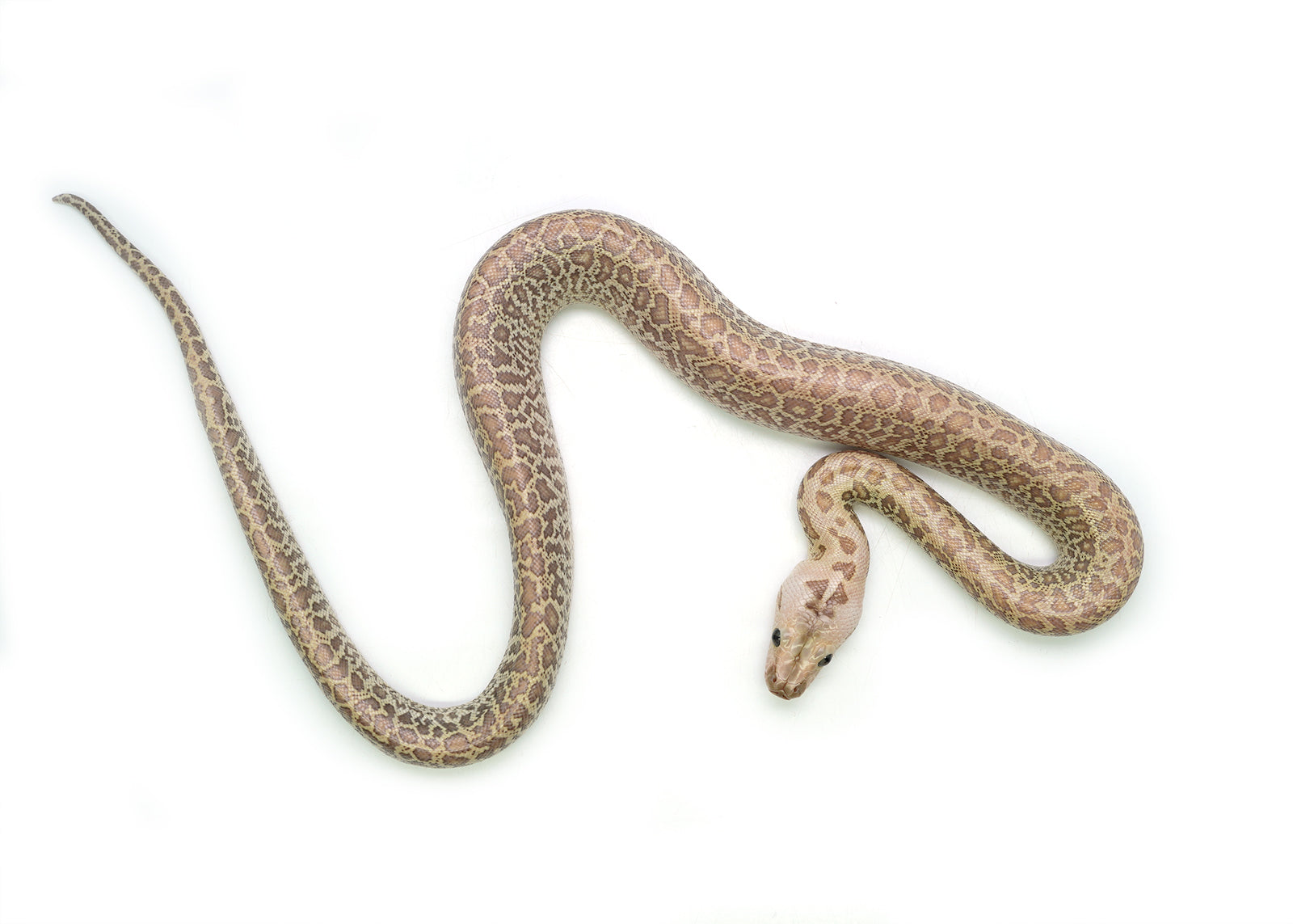 2025 Male Hypo Granite het. Albino Burmese Python