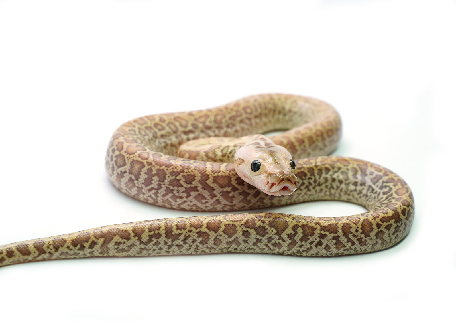 2025 Male Hypo Granite het. Albino Burmese Python