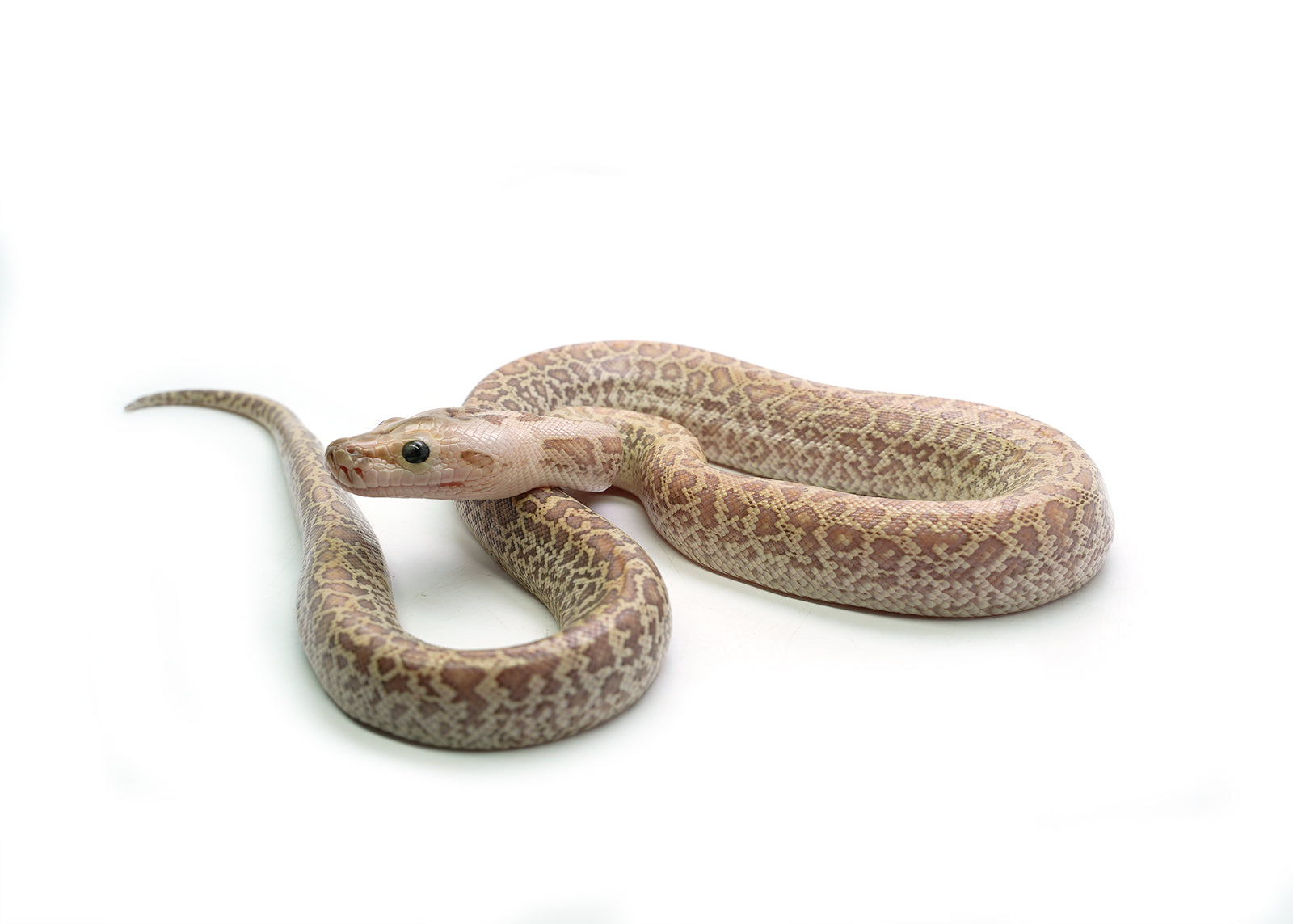 2025 Male Hypo Granite het. Albino Burmese Python