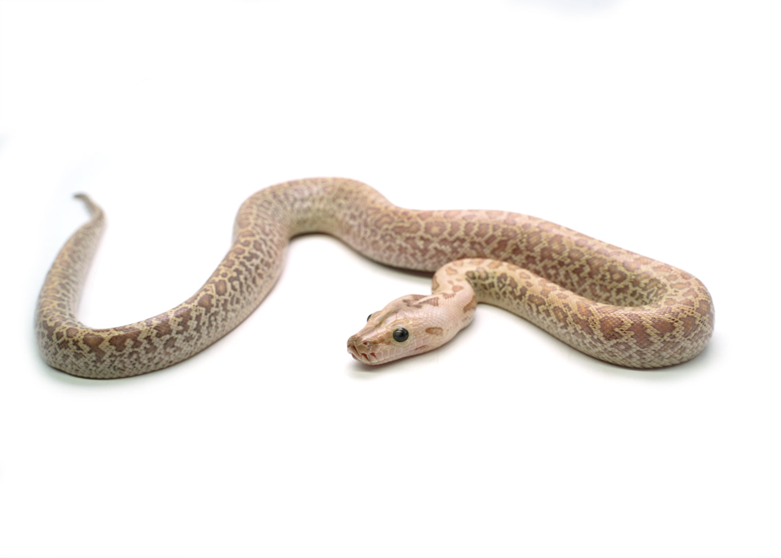 2025 Male Hypo Granite het. Albino Burmese Python