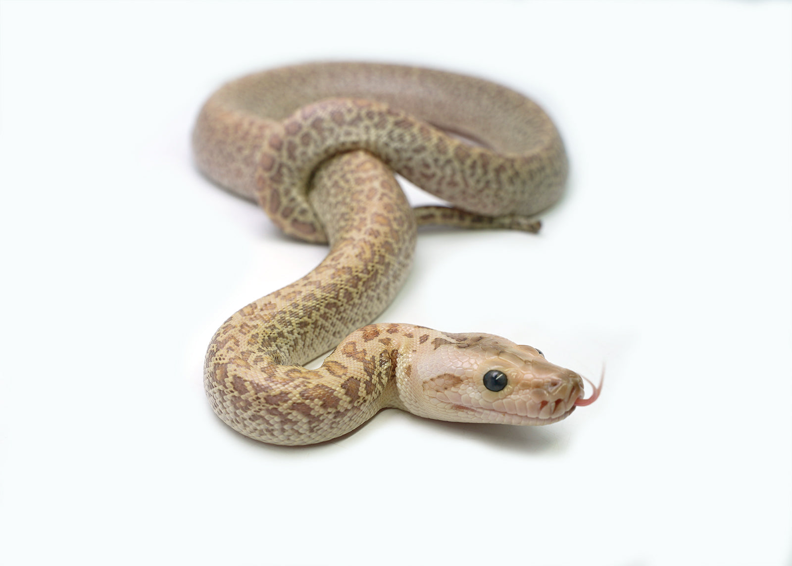 2025 Male Hypo Granite het. Albino Burmese Python