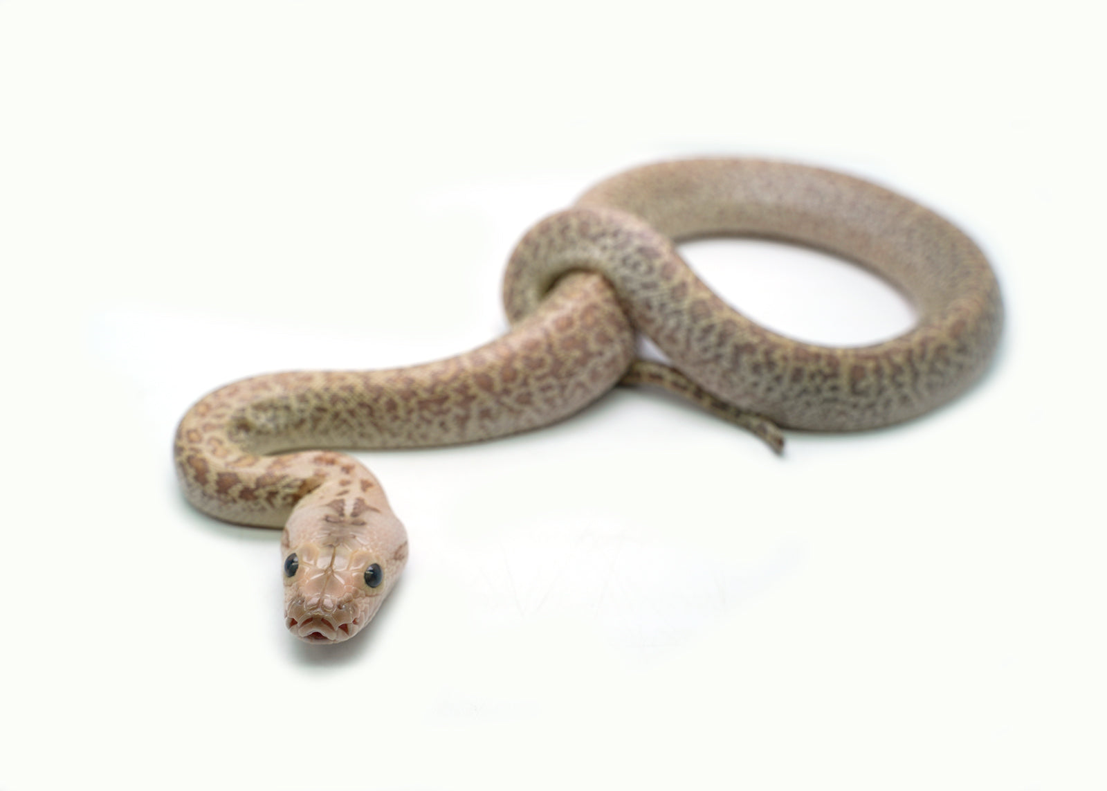 2025 Male Hypo Granite het. Albino Burmese Python