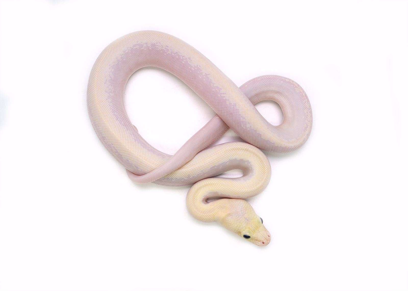 2025 Male Ivory Possible Granite het. Albino Burmese Python