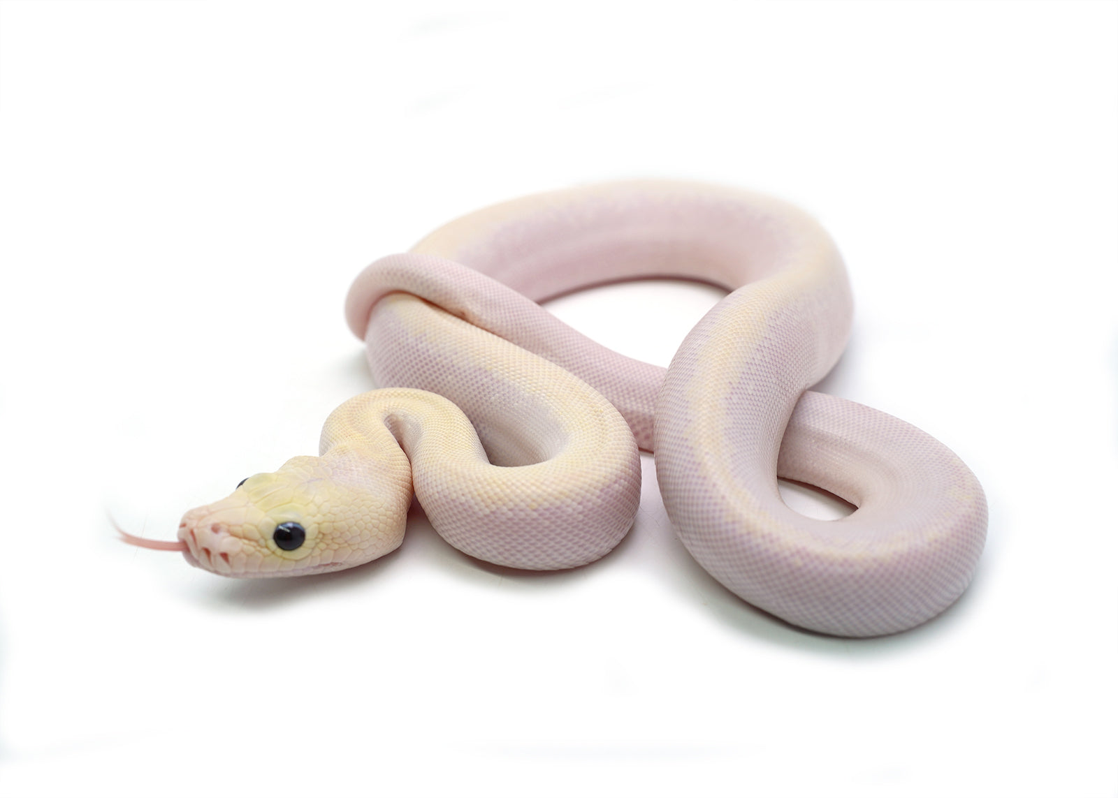 2025 Male Ivory Possible Granite het. Albino Burmese Python