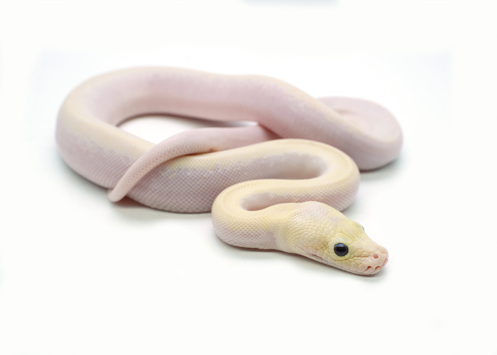 2025 Male Ivory Possible Granite het. Albino Burmese Python
