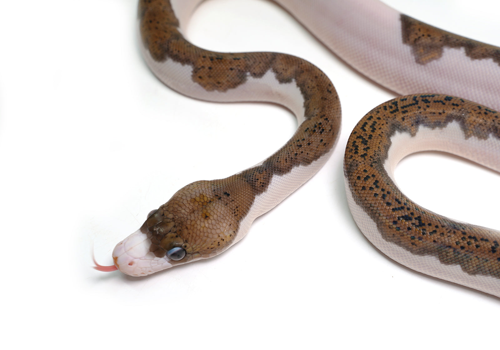 2025 Female Black Edge Piebald Reticulated Python