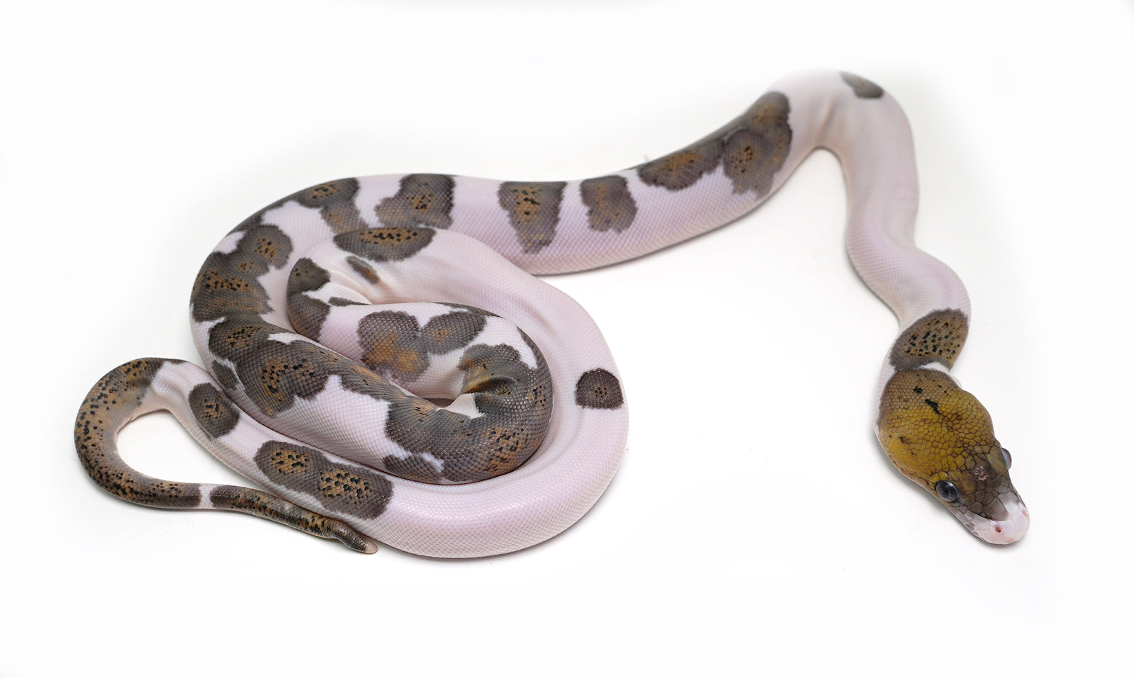 2025 Female Black Edge Piebald Reticulated Python