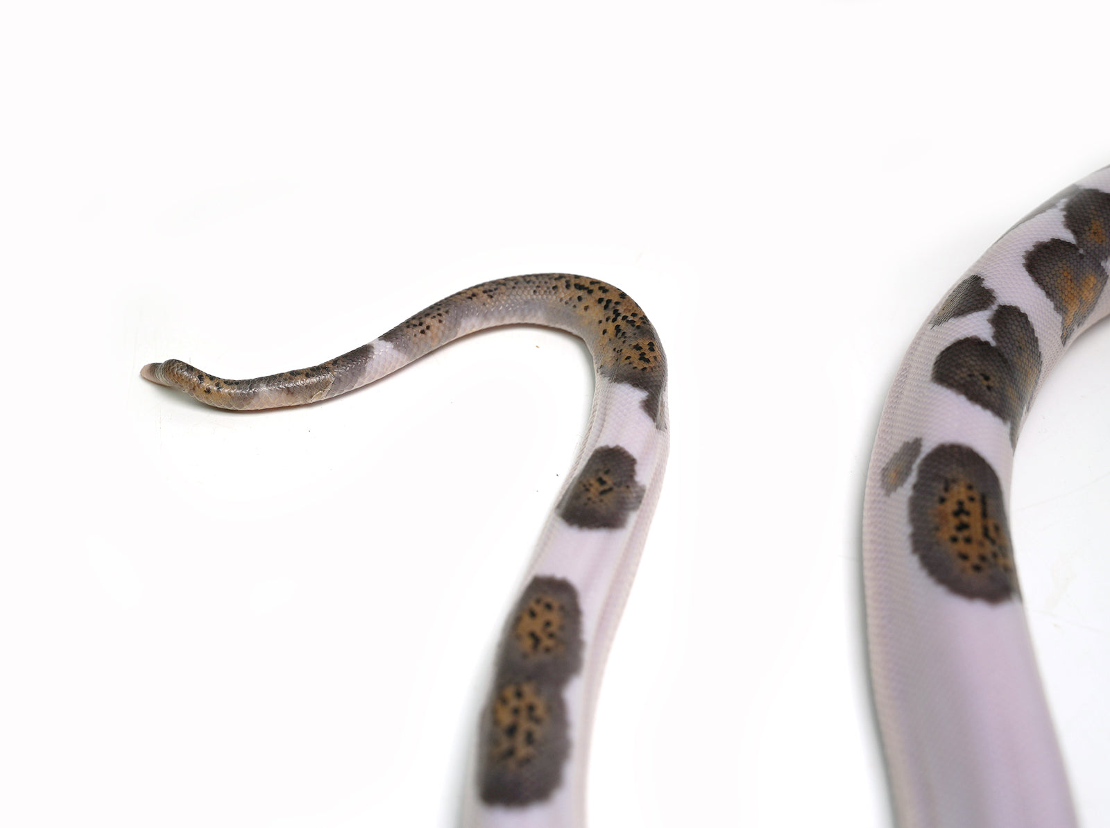 2025 Female Black Edge Piebald Reticulated Python