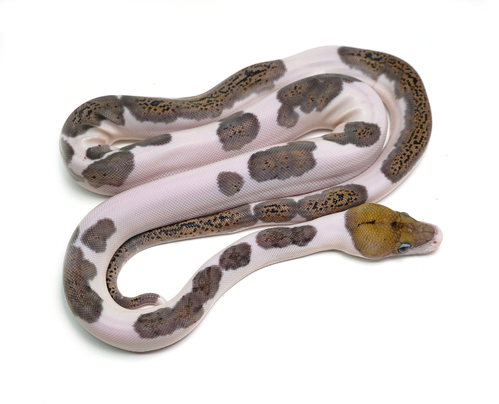 2025 Male Black Edge Piebald Reticulated Python