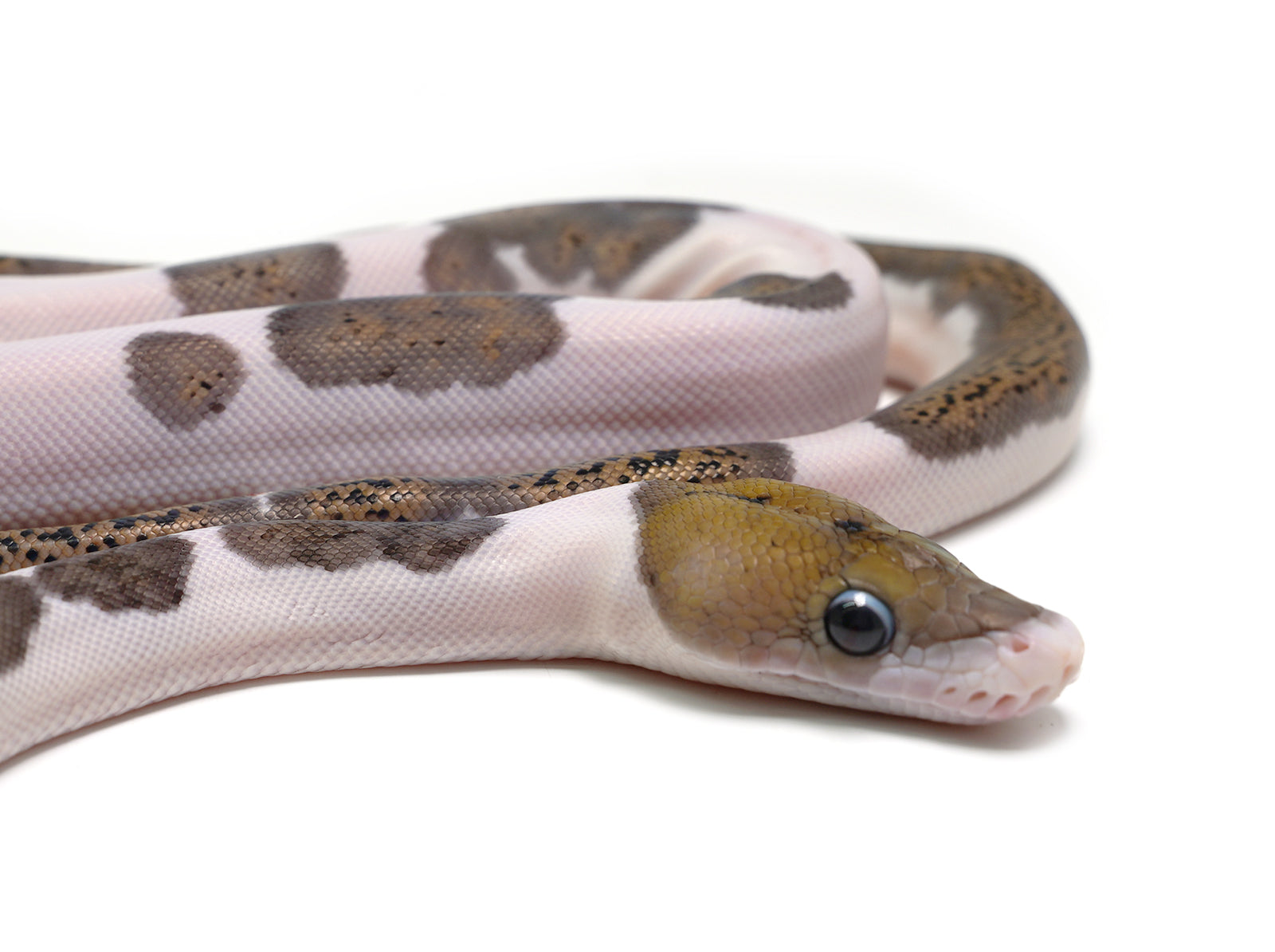 2025 Male Black Edge Piebald Reticulated Python