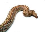 Load image into Gallery viewer, Female Batik het. T+ Blood Python