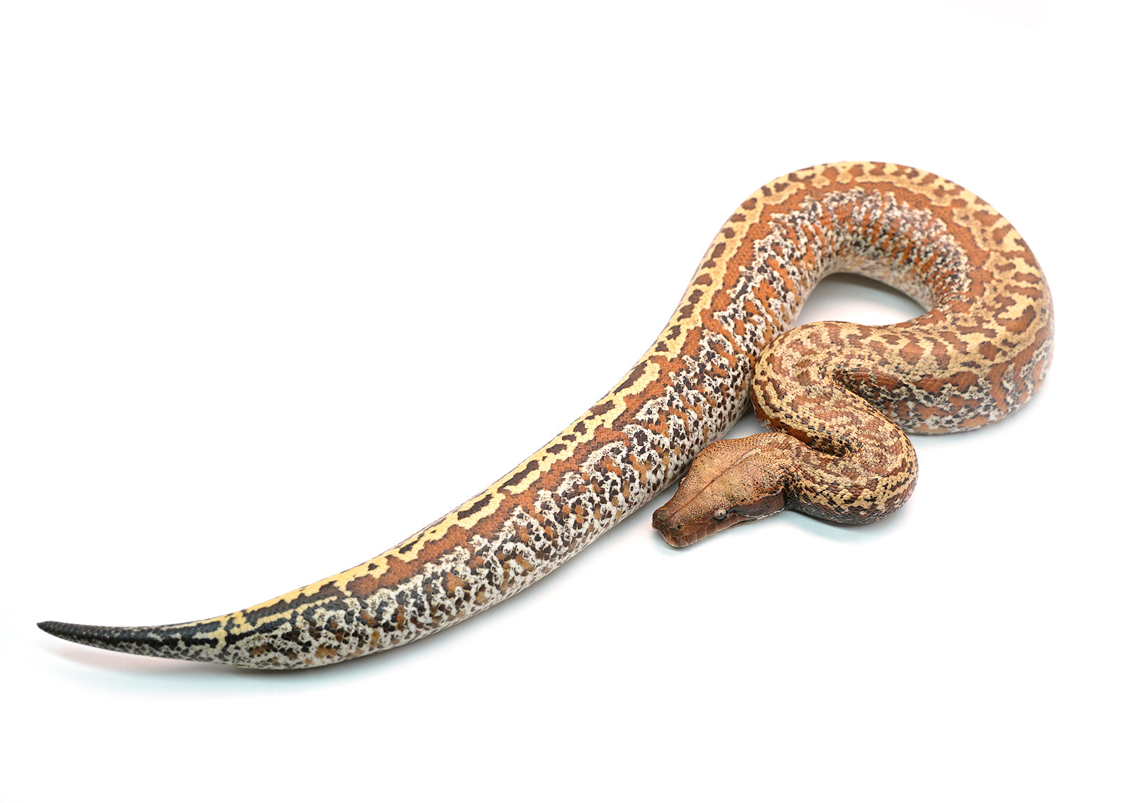 Female Batik het. T+ Blood Python