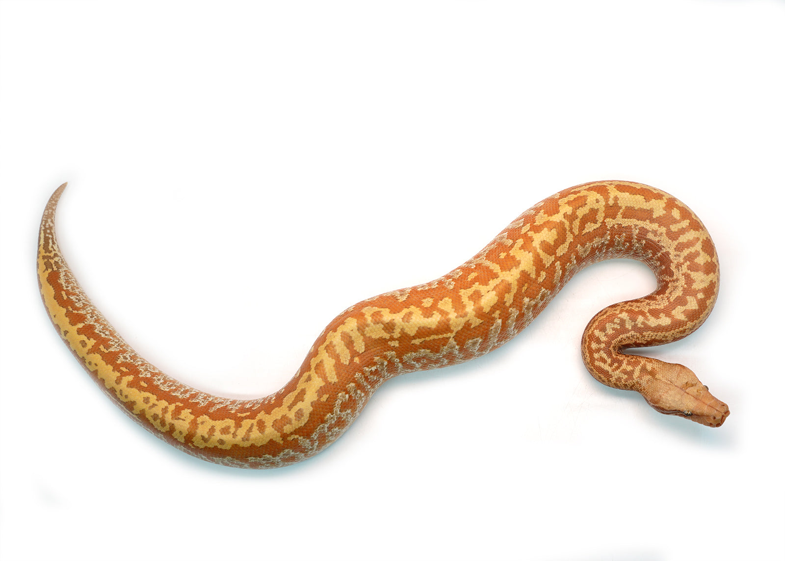 Female Batik T+ Blood Python