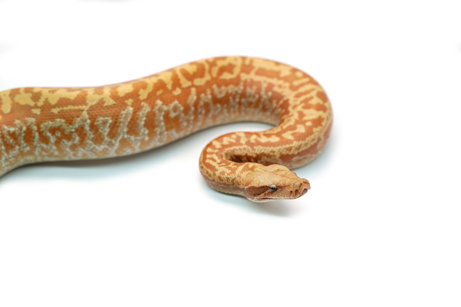 Female Batik T+ Blood Python